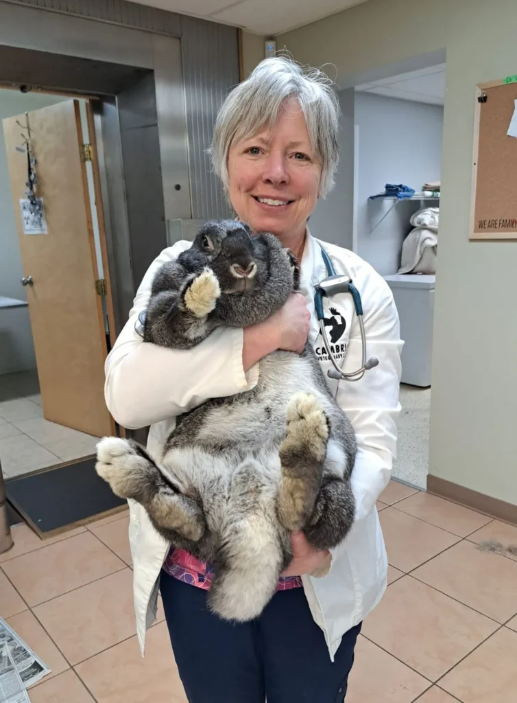 Vet holding a large bunny