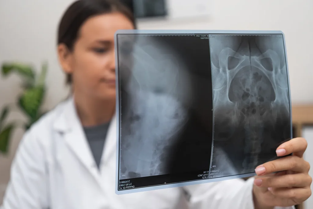 Examining pet xray services in Johnstown PA veterinarian