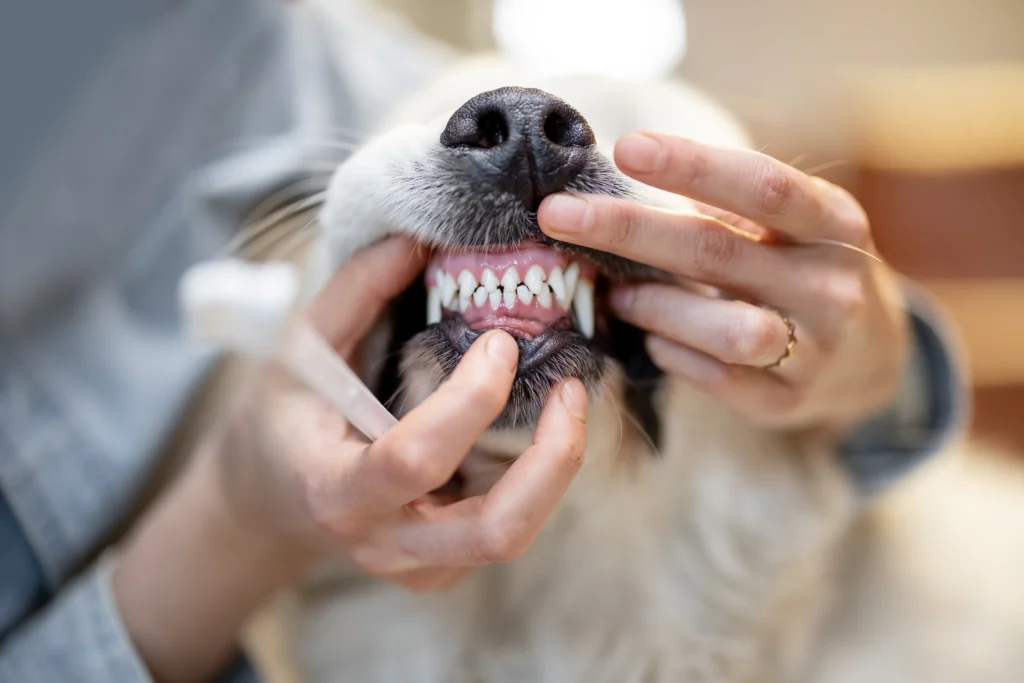 Dog mouth teeth cleaning in johnstown pennsylvania